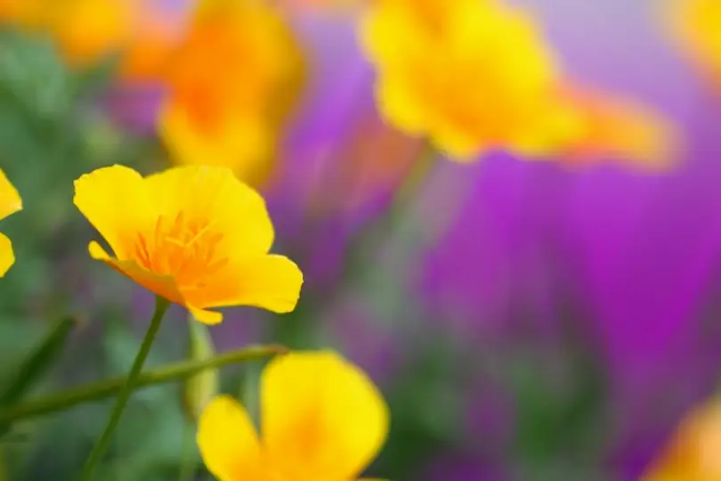 Woodland Hills Sarkissian Dentistry: Robert Sarkissian, DDS, MAGD