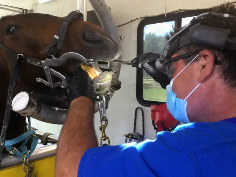 Dade City Advanced Equine Dentistry Inc
