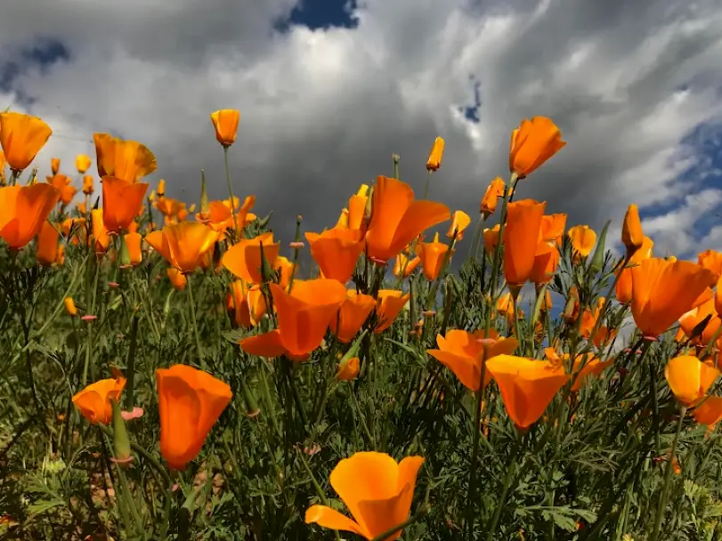 Covina Citrus Valley Family Dental/ Dr. Edna Cuevas, DDS