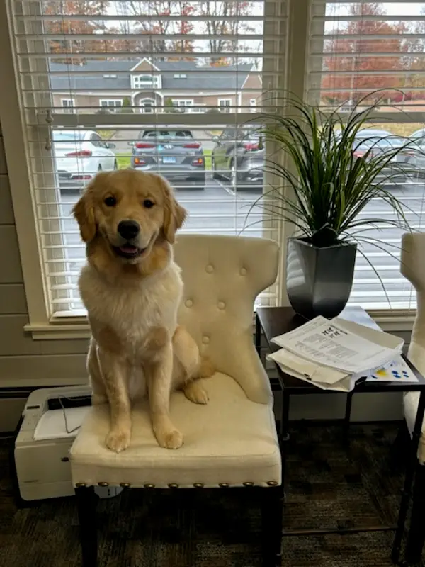 Cheshire Dental Associates
