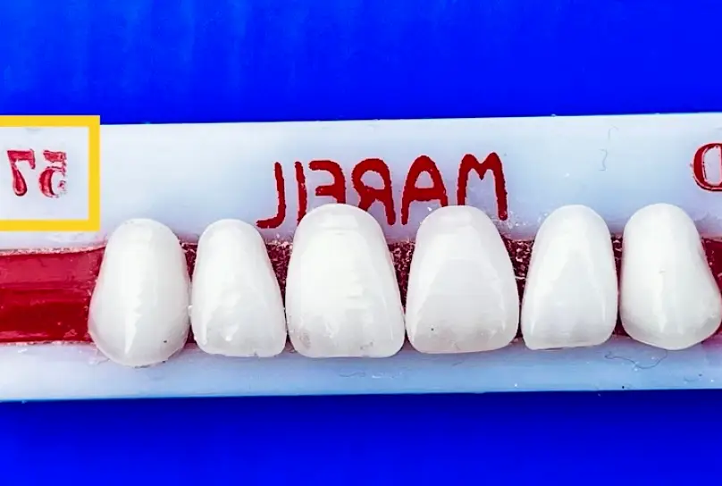 Walton Designs In Ortho