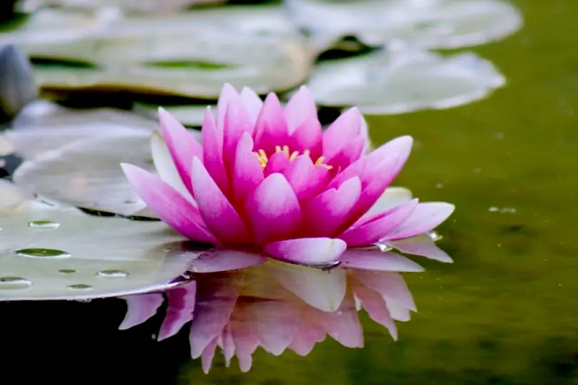  Holistic Dental Las Vegas