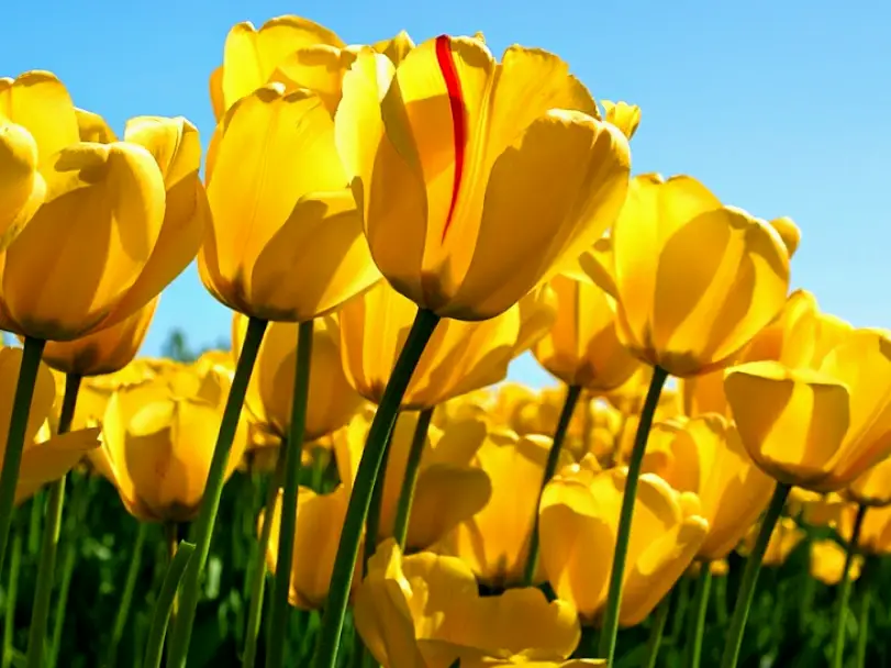 Salem Cascade Dental Group Llc