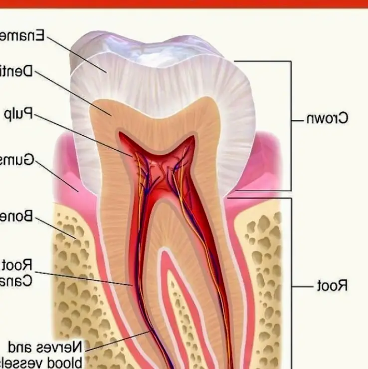  Carrollton R. S. Hattaway, DDS, PLLC