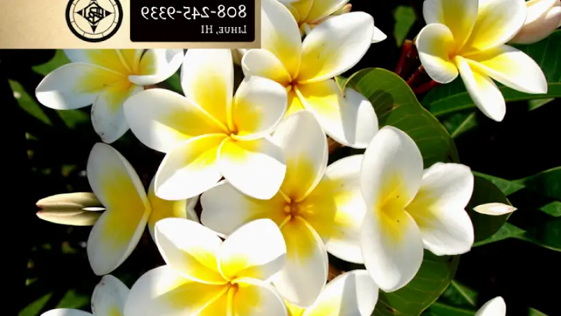 Lihue Emerald Island Oral Facial Surgery, Inc.: David Russell, DMD