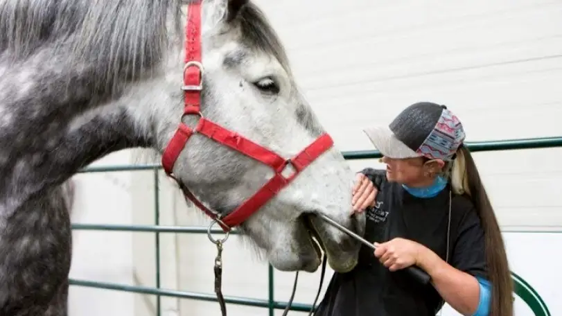 Deville Twisted T Equine Dentistry