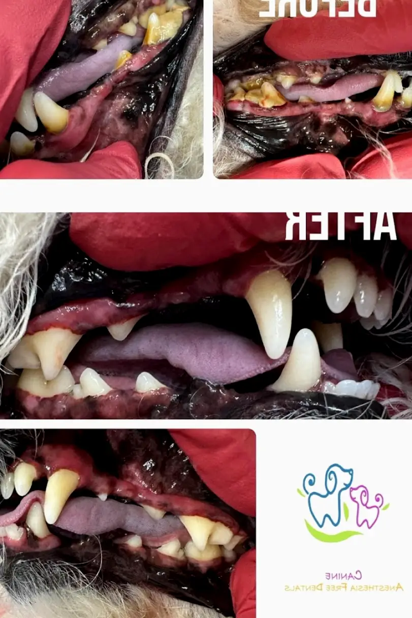 Greeley Canine Anesthesia Free Dentals