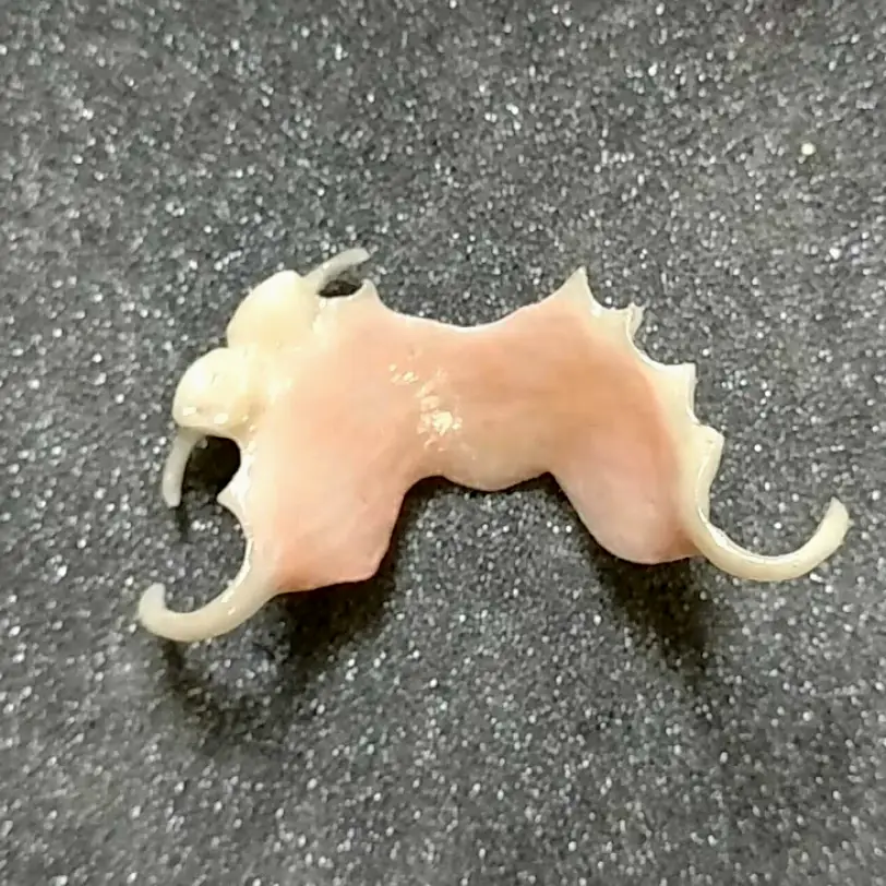 Cocoa Sterling Dental Arts