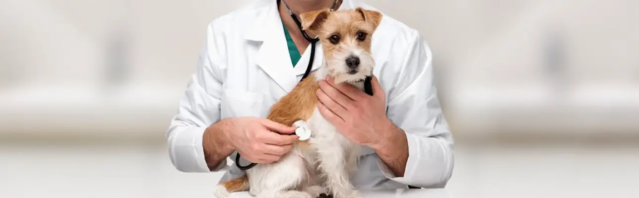 Meriden Animal Hospital