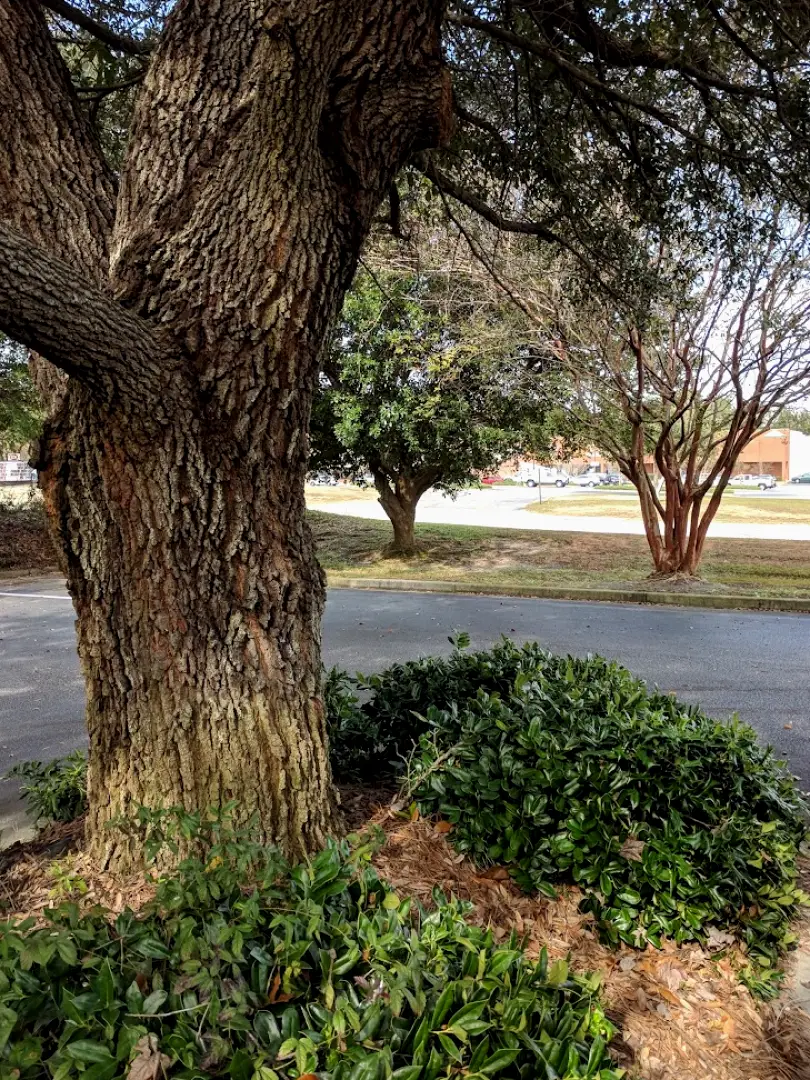 Sumter Wesmark Family Dentistry