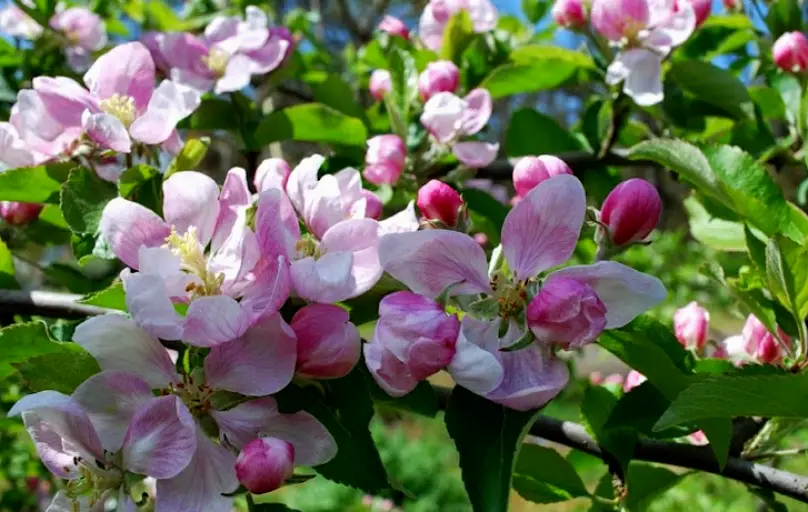 Londonderry Apple Tree Orthodontics