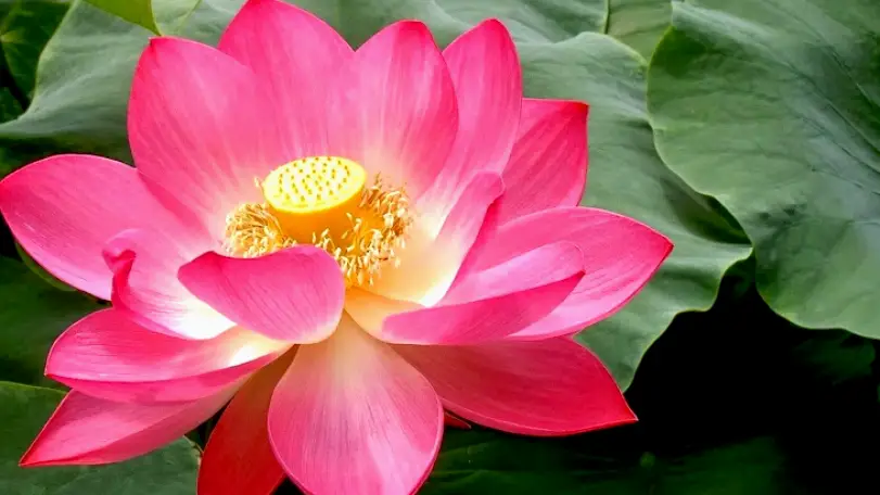 Ventura Lotus Dental Practice