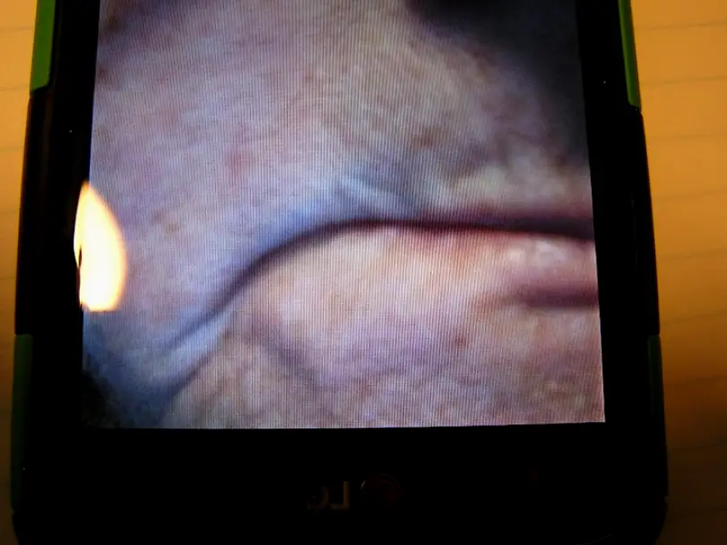 Fernandina Beach Friedman, Robert H DMD
