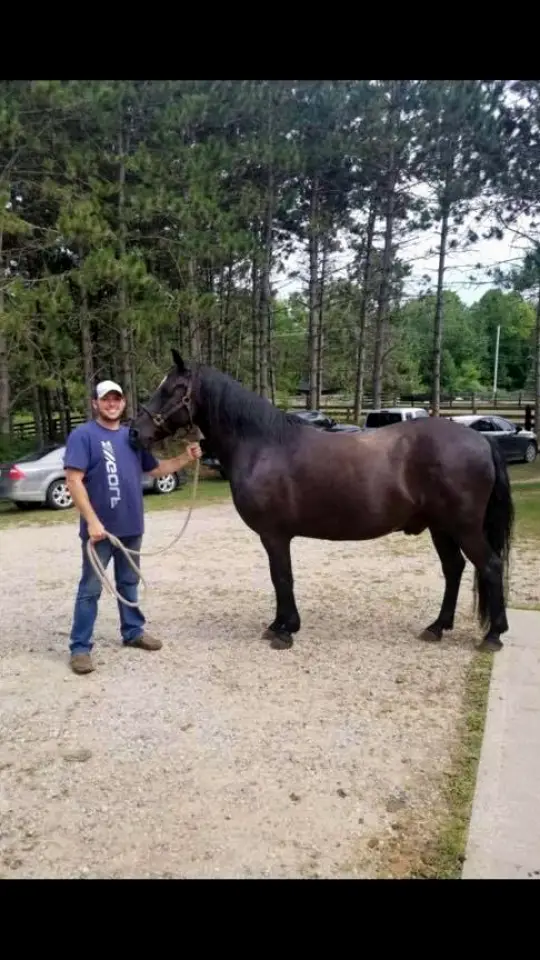  Verona Ryan Nemann Equine Dentistry