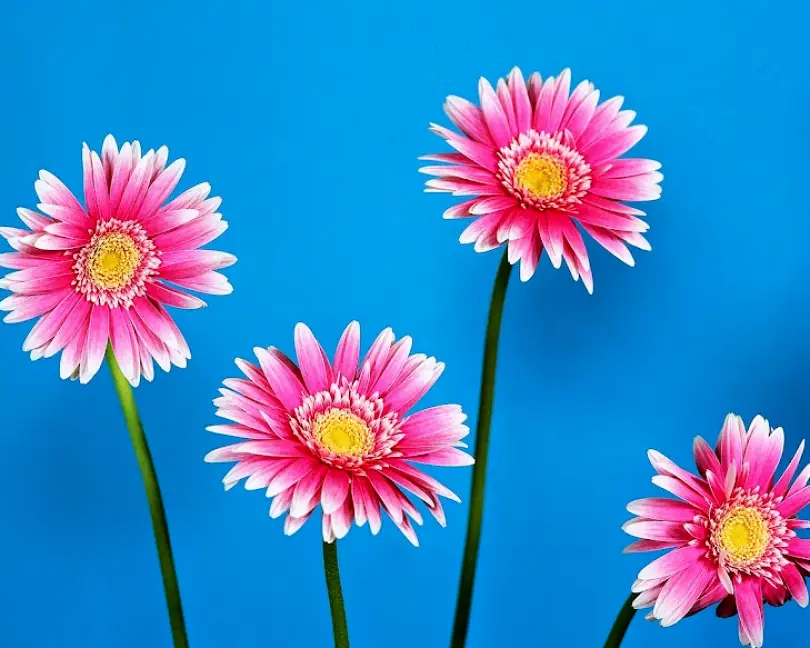 Tinley Park Crossroads Dental Care