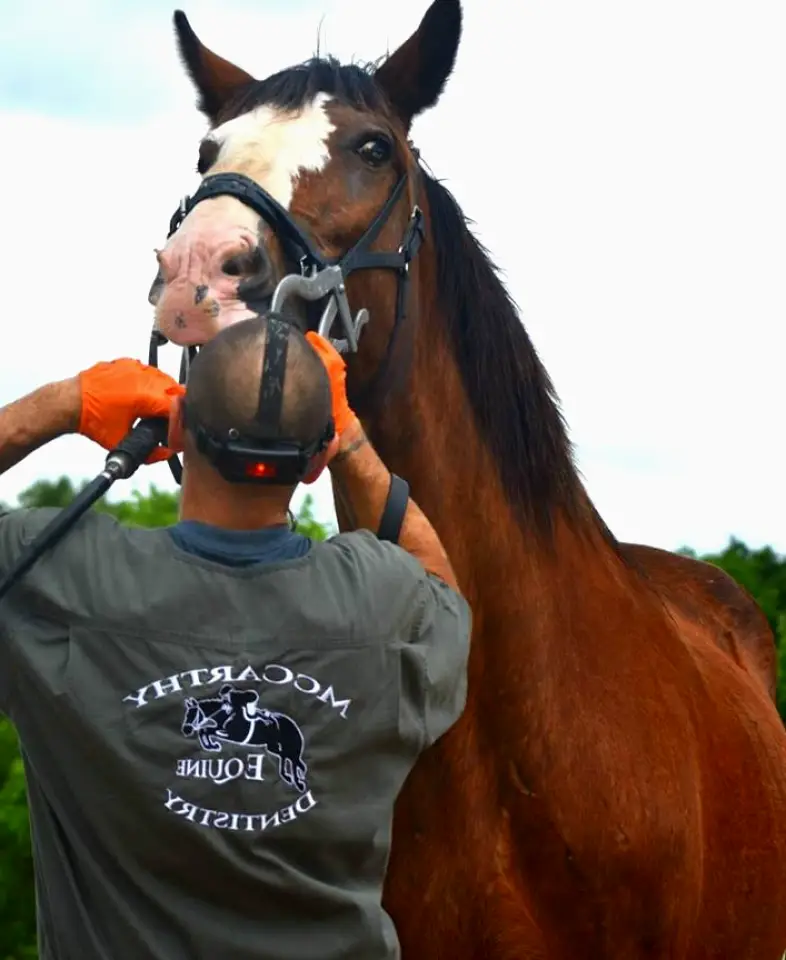 O'Brien McCarthy Equine Dentistry