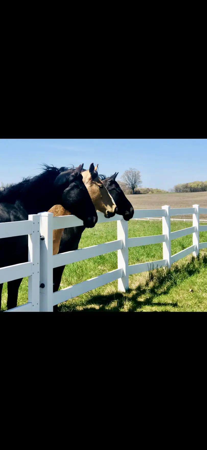 Mesick Roses TLC- Equine Dentistry & Massage