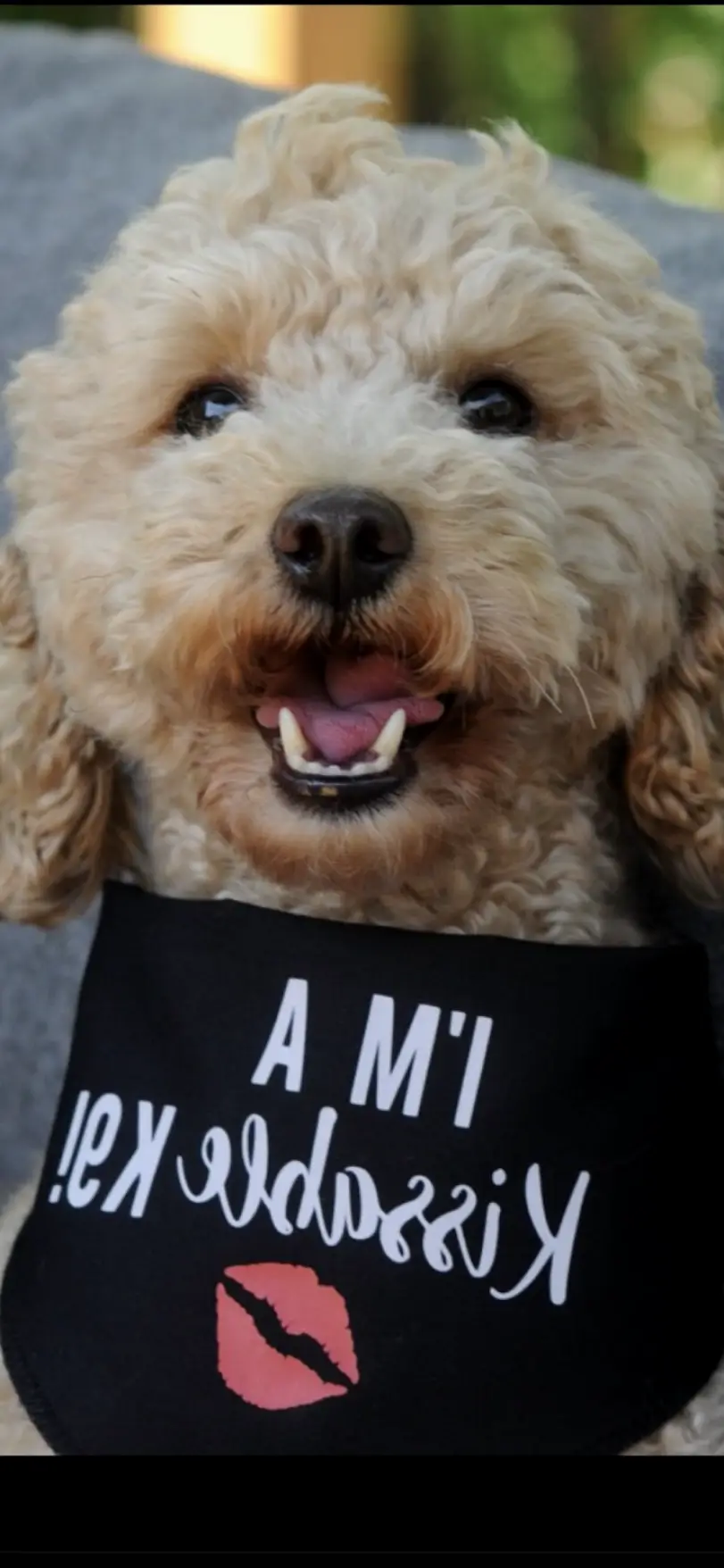 New Tecumseth Irish K9 Tooth Fairy